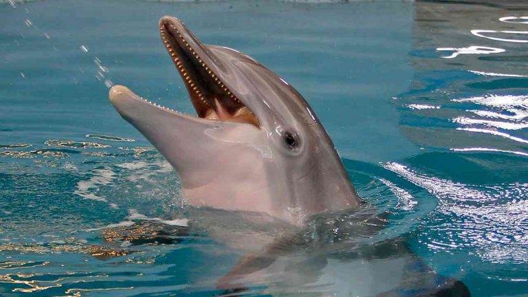 Winter, the dolphin who starred in ‘Dolphin Tale,’ has died