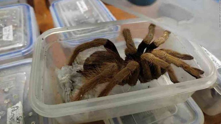 Police seize almost 900 spider species in a shipping container sent from Colombia to U.S.