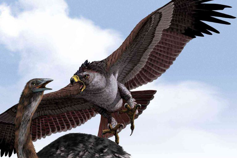 Viking-esque eagle found in Italian burial site