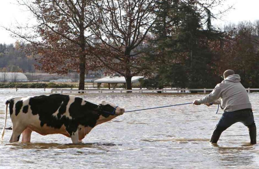 Canadian farmers save terrified cows from the floods