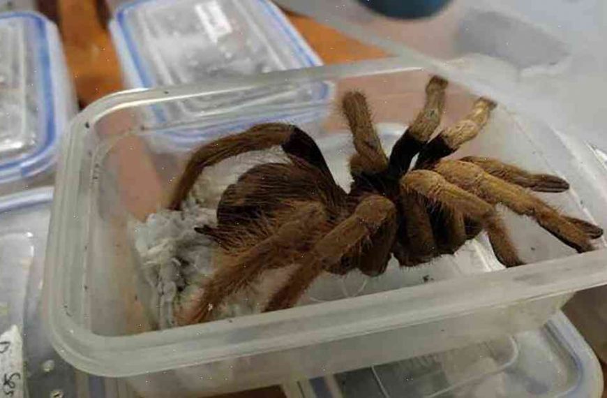 Colombia seizes 1,500 tarantulas bound for Germany