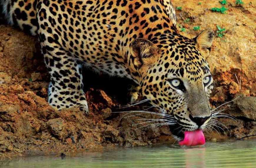 Foolproof ways to spot leopards in Sri Lanka