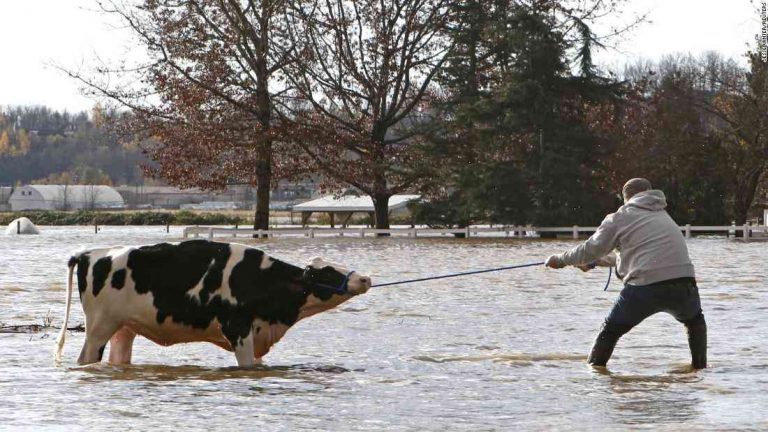 Canadian farmers save terrified cows from the floods