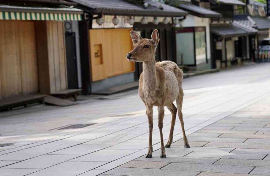 Japan’s holiday hotspot wants to use plastic bags for food